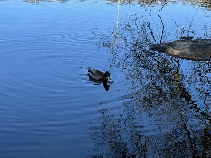 Come and tell me your dull and unexciting news 29: Calmly through the day