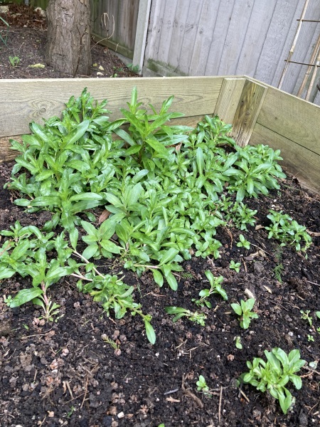 Two things: is this a weed and what would you plant in a dry shady corner?