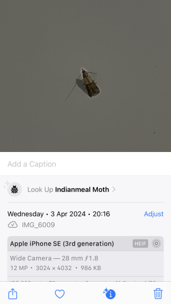 Who the fuck are these moth bastard and more importantly how do I get rid of them?