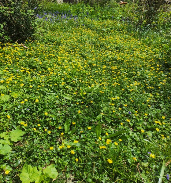 what unwanted things regularly get into your  garden?