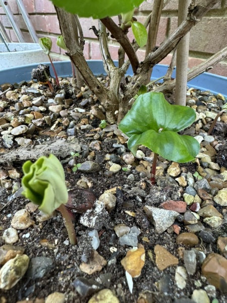 What's this growing in my hydrangea pot?