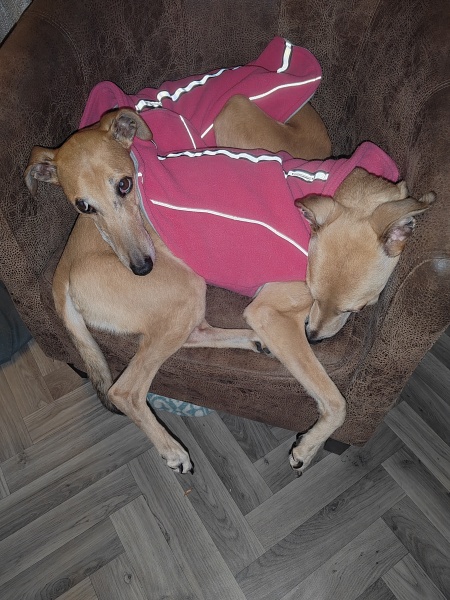 Please recommend a dog for our family