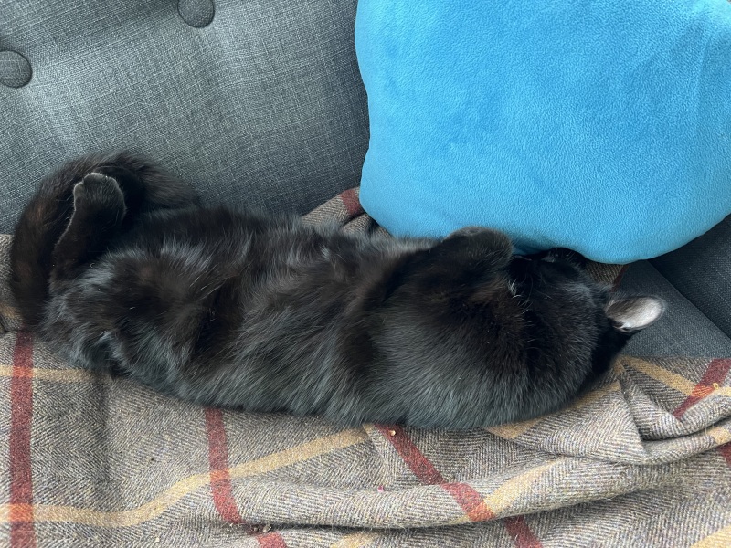 Buying a Ragdoll kitten - any advice?