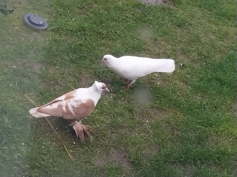 AIBU to ask for help - lost homing pigeon?