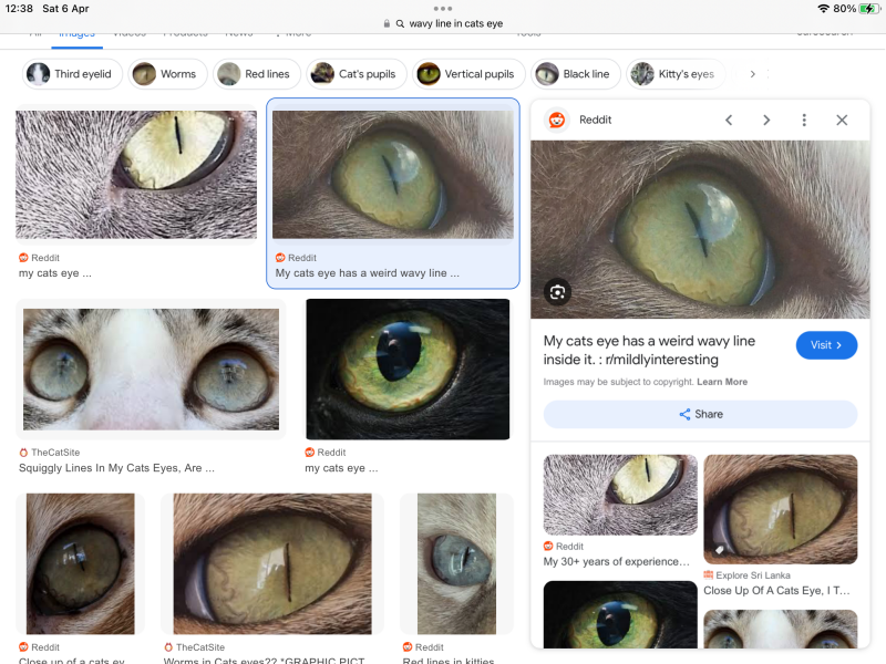 Squiggle in cat's eye - is this normal?