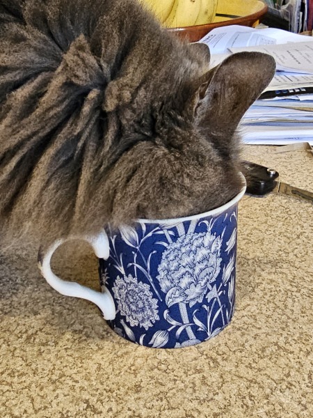 What foods does your cat unexpectedly really like?