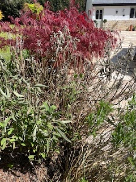Can this sage bush be rescued?