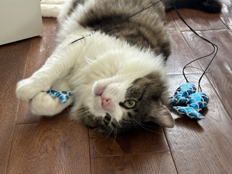 We adopted today!