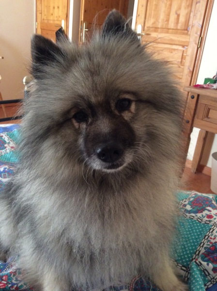 My ddog has died suddenly, I’m devastated.
