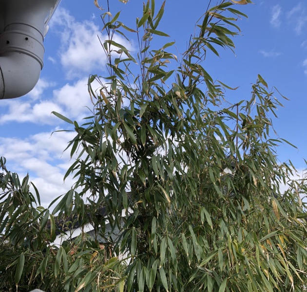 Which bamboo is this?