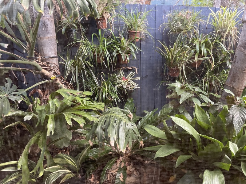 Anyone else planting a jungle/tropical garden?