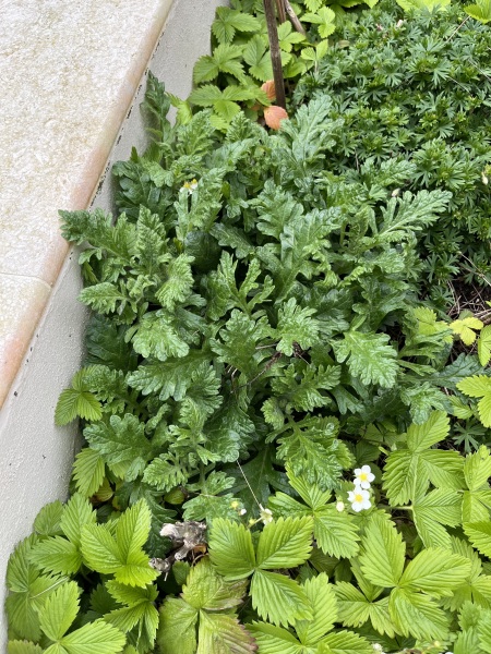 What is this plant please?