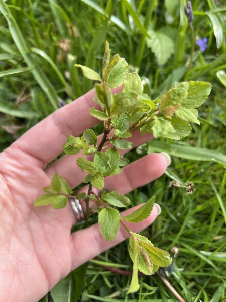 Any ideas on what this plant is?