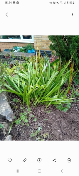 Plant grown from a mystery tuber -I'd?