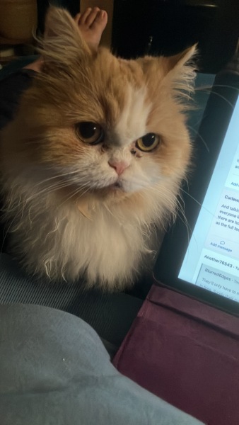 Yesterday my cat ate an entire rat.