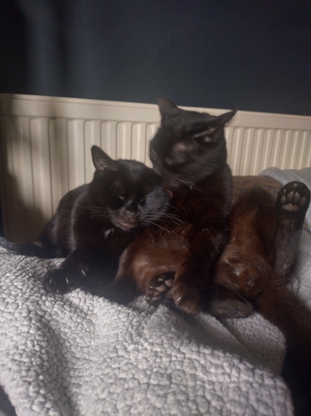 Machiavellian Misbehaviour- the Excellent Cats Deny Everything