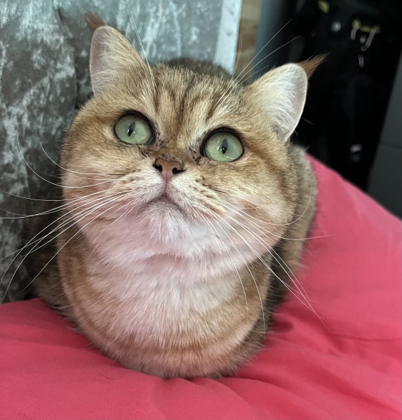 Meet Ralph