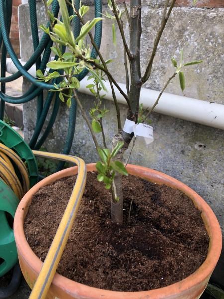 Fruit trees