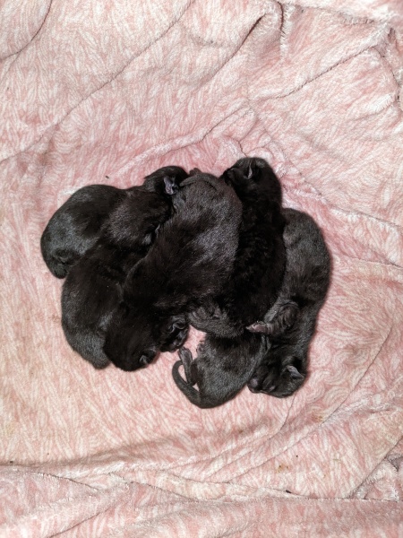 Foster and brand new babies