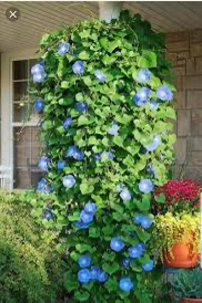 garden trends you wouldn't want in your own garden?