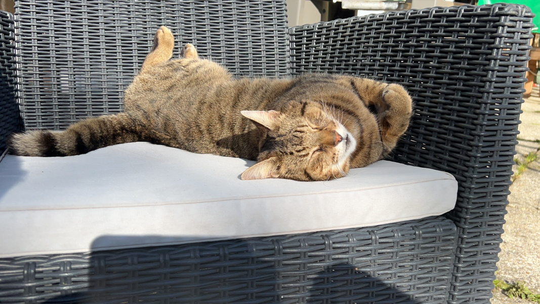 Thug cat part 5 - For he will not do destruction, if he is well-fed, neither will he spit without provocation.