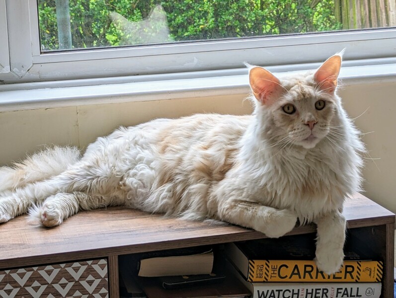 Cat on crate rest