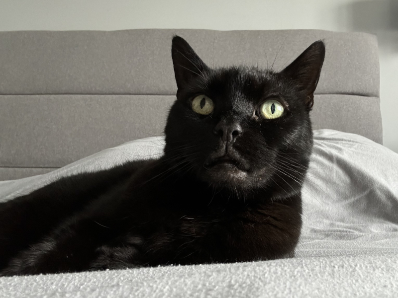 What foods does your cat unexpectedly really like?