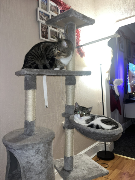 What cat carriers and tree houses/scratch posts do you all have?