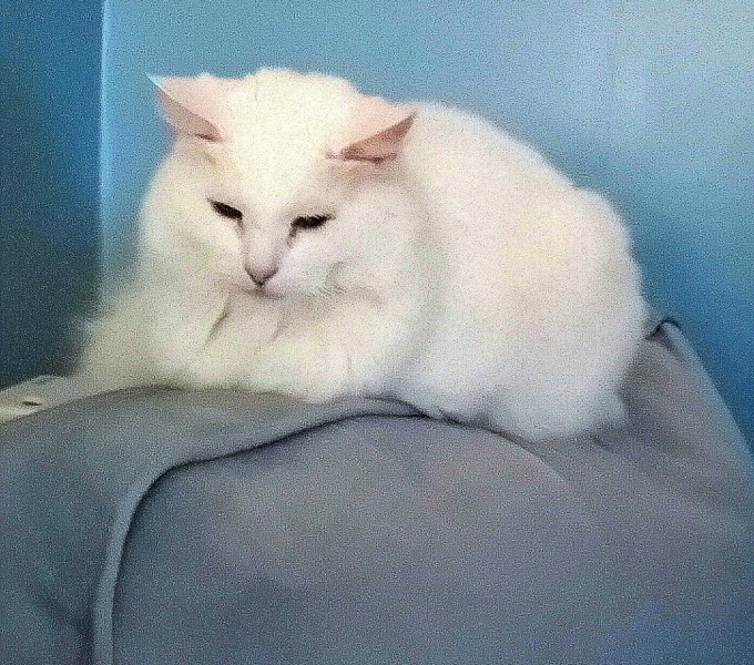 Machiavellian Misbehaviour- the Excellent Cats Deny Everything