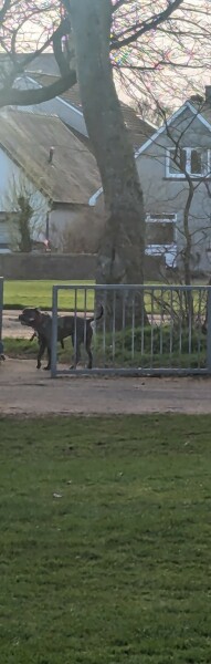 Is this an XL Bully?