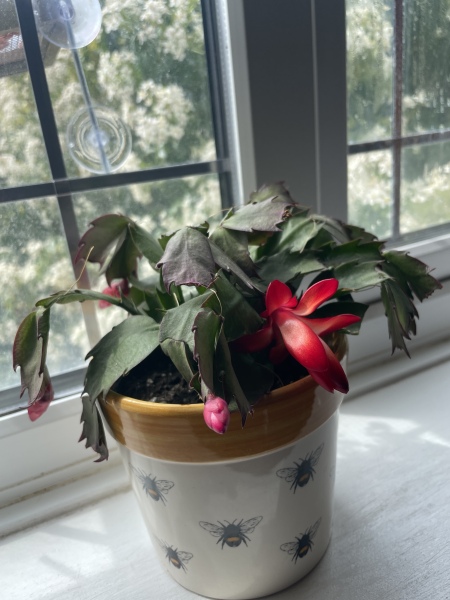 My Christmas cactus didn't flower