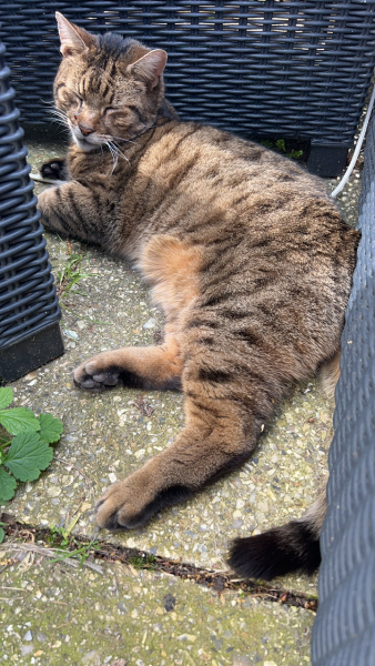 Thug cat part 5 - For he will not do destruction, if he is well-fed, neither will he spit without provocation.