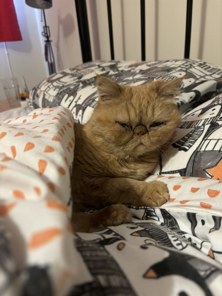Goodbye darling Cheddar.