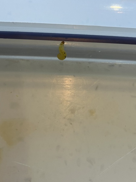 Who the fuck are these moth bastard and more importantly how do I get rid of them?