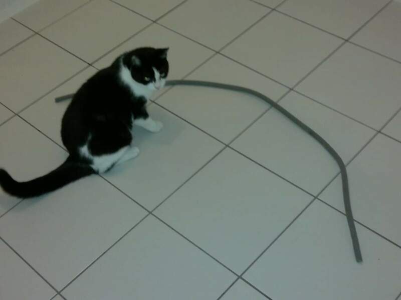 Strange things your cats bring home