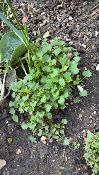 Are these weeds?