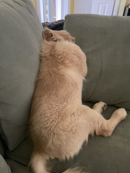 What do I need to know about getting a golden retriever?