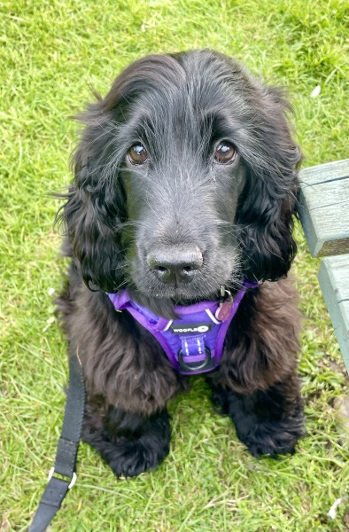 Dog Friendly Beaches in Summer