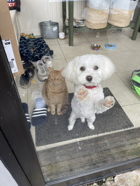 Worried about anorexic dog