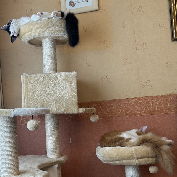Machiavellian Misbehaviour- the Excellent Cats Deny Everything