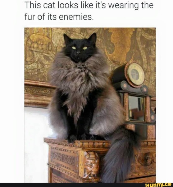 Machiavellian Misbehaviour- the Excellent Cats Deny Everything