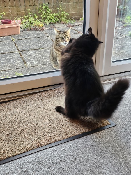 Thug cat part 5 - For he will not do destruction, if he is well-fed, neither will he spit without provocation.