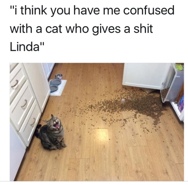 Machiavellian Misbehaviour- the Excellent Cats Deny Everything