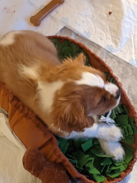 Puppy Survival Thread for New and Old Pups - Spring is around the corner!