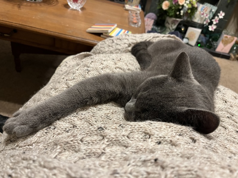 Strange things your cats bring home
