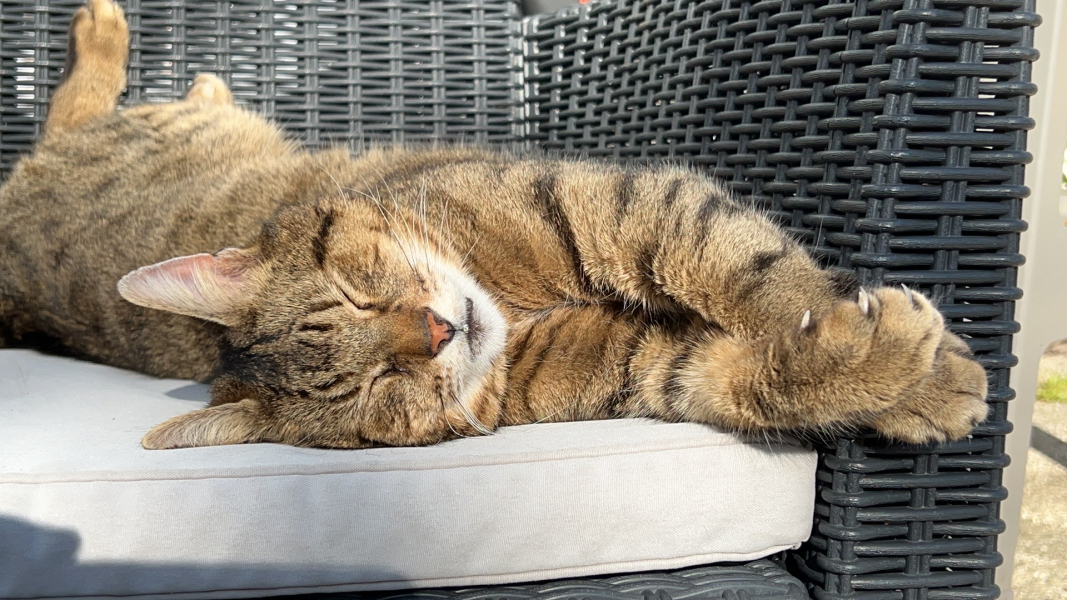 Thug cat part 5 - For he will not do destruction, if he is well-fed, neither will he spit without provocation.
