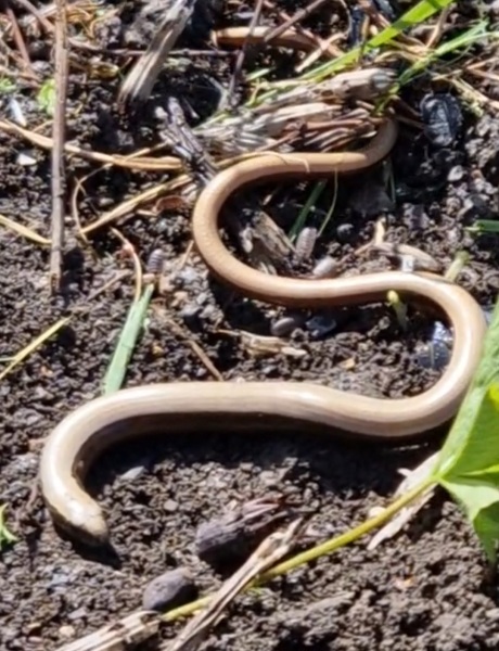 Continuing Wegovy - thread 3