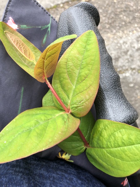 What is this plant please?