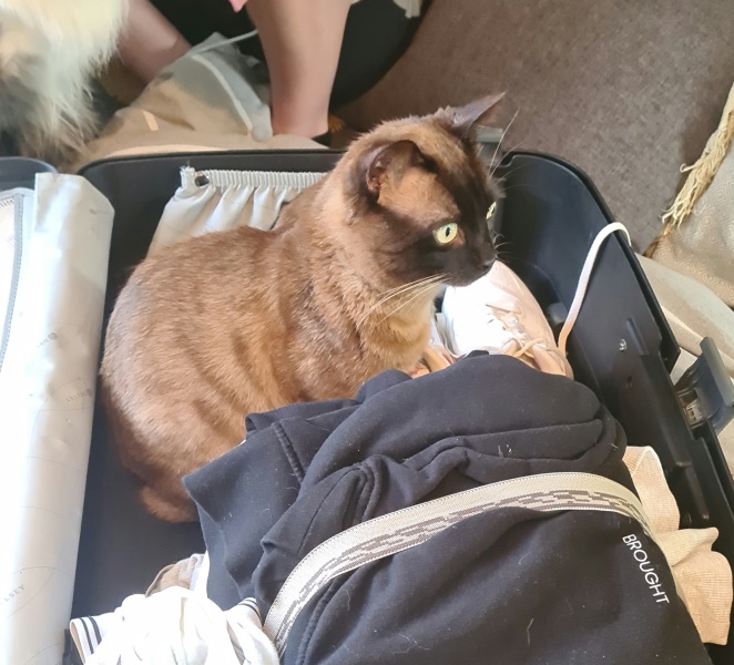 Testicularly challenged cat (pic inc) (not of testes)