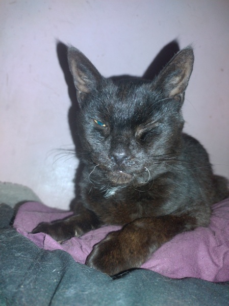 Machiavellian Misbehaviour- the Excellent Cats Deny Everything